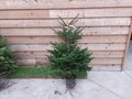 Nordmann kerstboom in pot gekweekt 125-150 cm (laatste stuk)