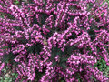 Erica carnea Winterfreude - donkerroze - winterheide 10-20 cm