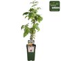 Rubus id. Twotimer Sugana yellow&reg; - Plantes de fruits organiques