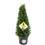 Ilex crenata Dark green piramide 60/+ cm