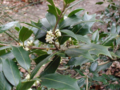 Osmanthus heterophyllus