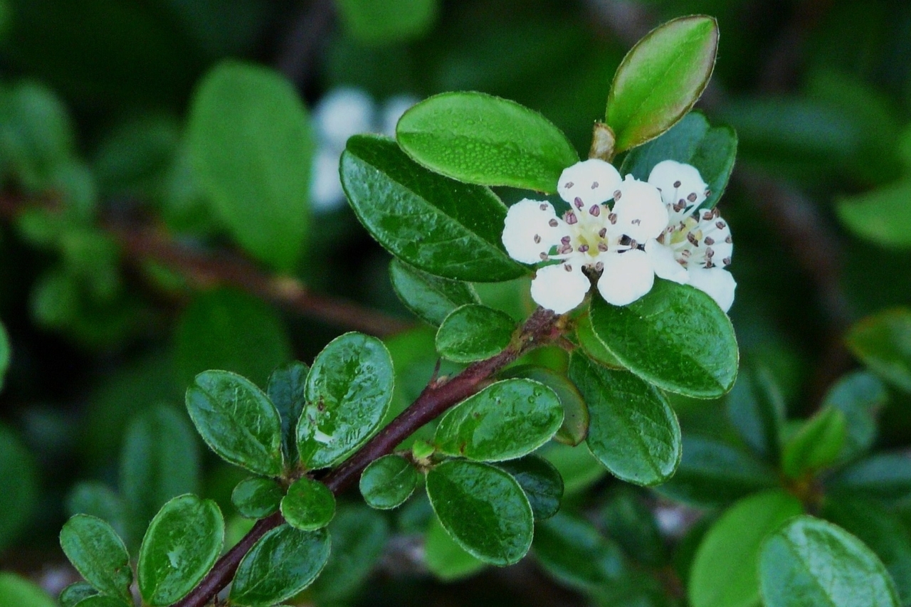 Image of Close-up of Cotoneaster dammeri flowers