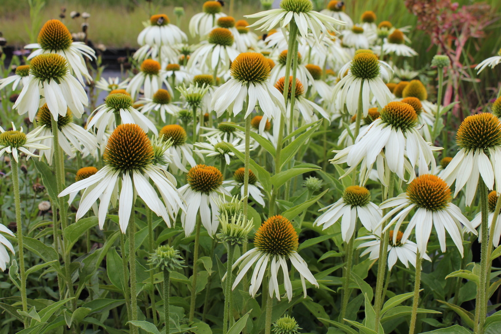 Echinacea purpurea white swan deals