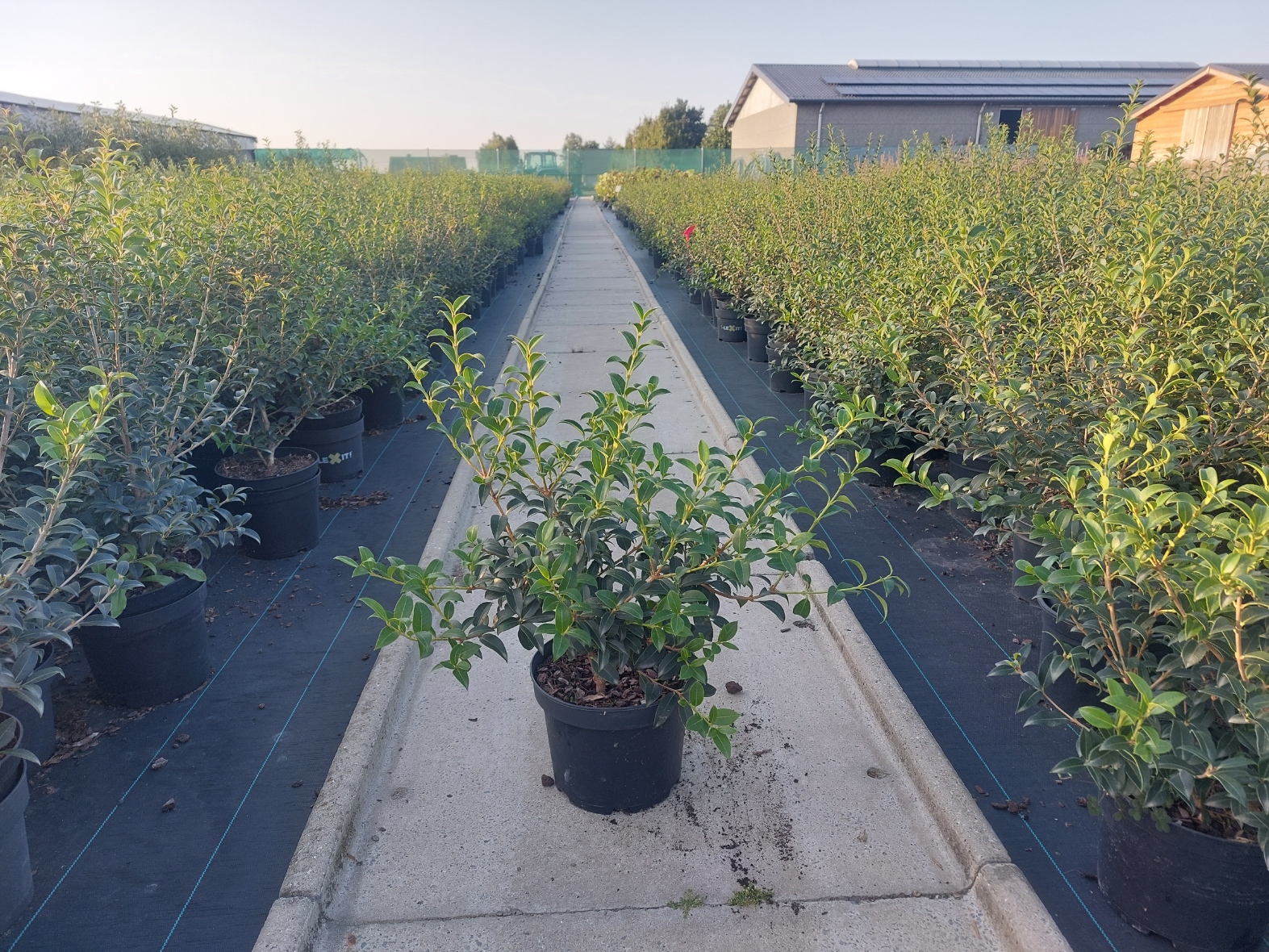 Osmanthus Burkwoodii in pot Puur van t veld