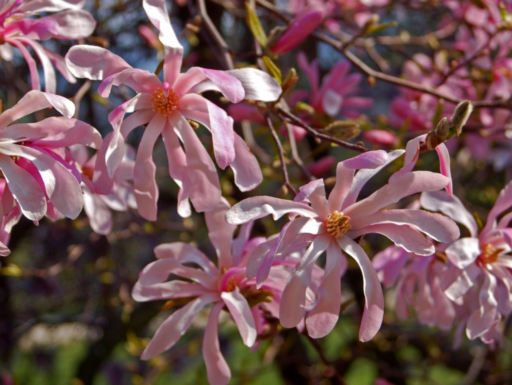Magnolia Stellata Rosea () Magnolia Stellata Rosea