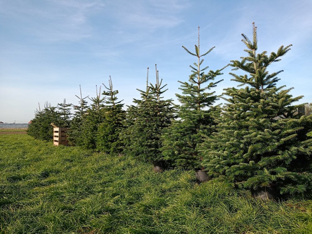 Kerstbomen-Nordmann | de kweker | Puur van't veld - Puur van't