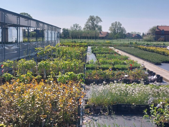 Ruim assortiment milieuvriendelijke planten Ruim assortiment milieuvriendelijke planten