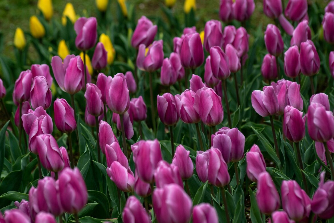 Plant nu voorjaarsbollen en geniet van een kleurrijke lente Plant nu voorjaarsbollen en geniet van een kleurrijke lente