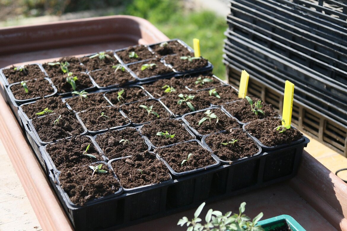 Gardening in February: Preparing for Spring