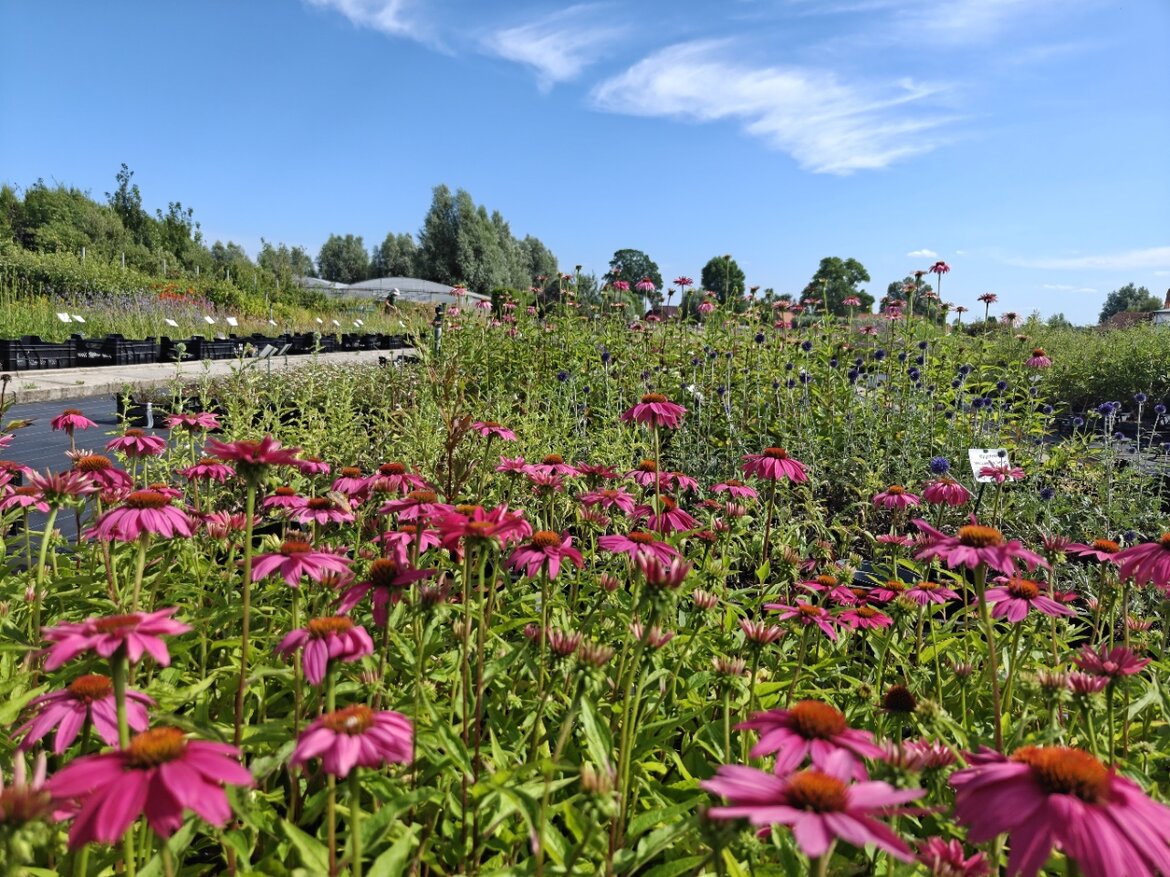 10 prachtige planten die goed tegen droogte en volle zon kunnen