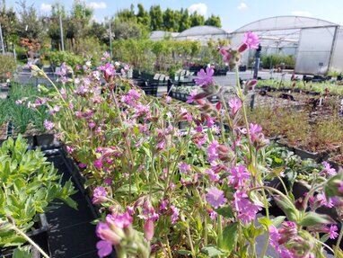 April in the garden – sowing, planting, and dreaming of colour