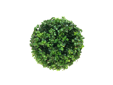Ilex crenata Dark green bol bovenaanzicht