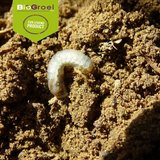 Aaltjes tegen engerlingen | B-green_