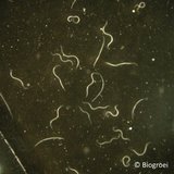 Nematodes against thrips - Colorado potato beetle - Oak processionary caterpillar | Felti - Care_