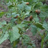 Nematodes against thrips - Colorado potato beetle - Oak processionary caterpillar | Felti - Care_