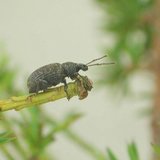 Piège à nématodes | contre otiorhynque_