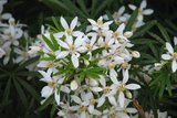 Choisya ternata 'White Dazzler' 20-40 cm_