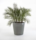 Ecopots Amsterdam round 60 cm with wheels grey - plant/flower pot_