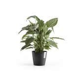 Ecopots Amsterdam 20 cm dunkelgrau - Pflanzen-/Blumentopf_