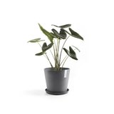 Ecopots Amsterdam 30 cm grijs - planten/bloembak-pot_