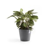 Ecopots Amsterdam 30 cm grijs - planten/bloembak-pot_