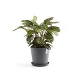 Ecopots Amsterdam 30 cm grijs - planten/bloembak-pot_