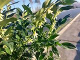 Sarcococca confusa - 20-40 cm_