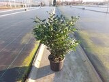 Sarcococca confusa - 20-40 cm_