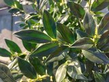Sarcococca confusa - 20-40 cm_