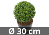 Ilex crenata Dark green® kugel 30 cm_