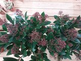 Skimmia japonica 'Rubella' 20-40 cm_