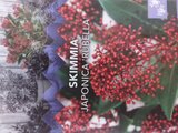 Skimmia japonica 'Rubella' 20-40 cm_