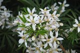 Choisya ternata 'White Dazzler' Kugel 60-70 cm_