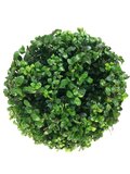 Ilex crenata Dark green bol bovenaanzicht