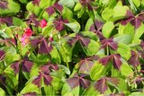 Oxalis Iron Cross