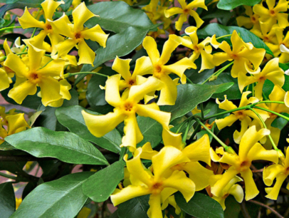 Toscaanse jasmijn 'Trachelospermum Star of Toscane' geel 50-60 cm Toscaanse jasmijn 'Trachelospermum Star of Toscane' geel 50-60 cm