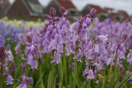Hyacinthoïdes hispanica - Boshyacint roze - biologische bloembol Hyacinthoïdes hispanica - Boshyacint roze - biologische bloembol