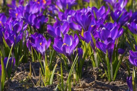 Krokus - Crocus Ruby Giant - biologische bloembollen Krokus - Crocus Ruby Giant - biologische bloembollen