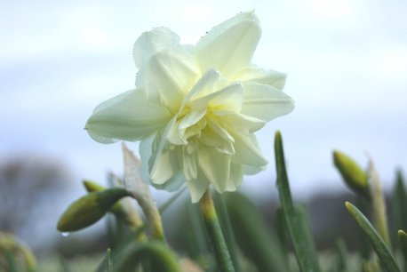 Narcissus Calgary - biologische bloembol Narcissus Calgary - biologische bloembol