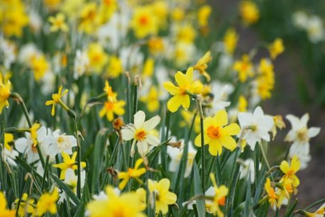 5 x Narcissus MIX - biologische bloembol 5 x Narcissus MIX - biologische bloembol