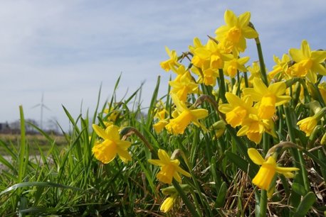 Narcissus Tete-a-Tete - biologische bloembol Narcissus Tete-a-Tete - biologische bloembol