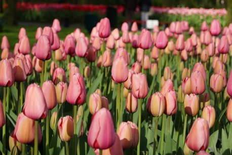 7 x Tulipa Pink Impression - biologische bloembol 7 x Tulipa Pink Impression - biologische bloembol