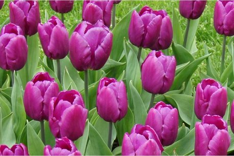 7 x Tulipa Purple prince - biologische bloembol 7 x Tulipa Purple prince - biologische bloembol
