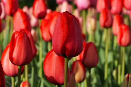 7 x Tulipa Red Impression - biologische bloembol 7 x Tulipa Red Impression - biologische bloembol