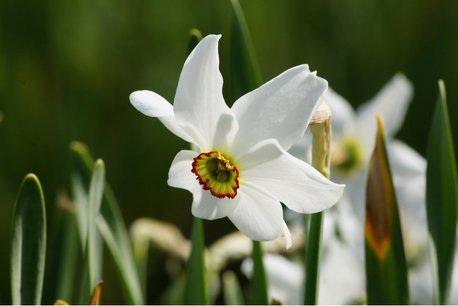 Narcissus Recurvus - biologische bloembol Narcissus Recurvus - biologische bloembol
