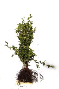 Fagus sylvatica - Groene beukenhaag 150-175 cm blote wortel
