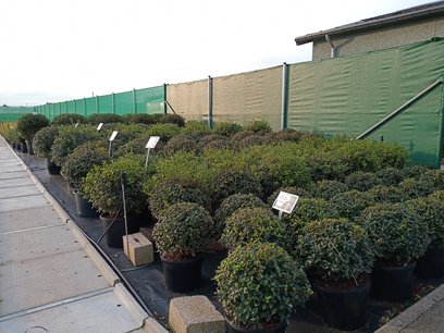 Osmanthus Burkwoodii bol 50/+ cm Osmanthus Burkwoodii bol 50/+ cm