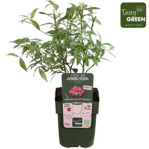 Vaccinium cor. 'Pink Lemonade'® - Roze bosbes - Bio fruitplant Vaccinium cor. 'Pink Lemonade'® - Roze bosbes - Bio fruitplant