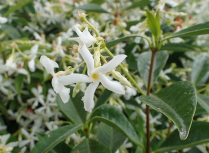 Toscaanse jasmijn 'Trachelospermum Jasminoides' wit 50-60 cm Toscaanse jasmijn 'Trachelospermum Jasminoides' wit 50-60 cm