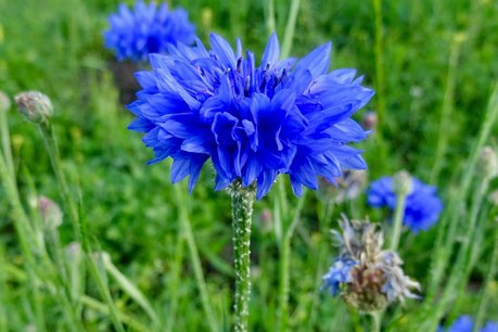 Korenbloem 'Centaurea cyanus' - Bio bloemenzaden Korenbloem 'Centaurea cyanus' - Bio bloemenzaden
